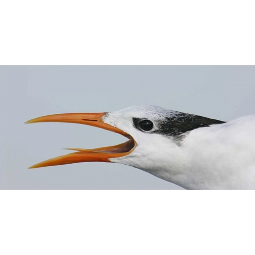 FL, Captiva Royal tern head showing tongue